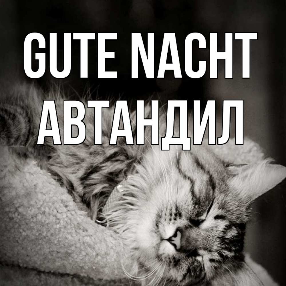 Открытка на каждый день с именем, Автандил Gute Nacht котярик пушистый Прикольная открытка с пожеланием онлайн скачать бесплатно 