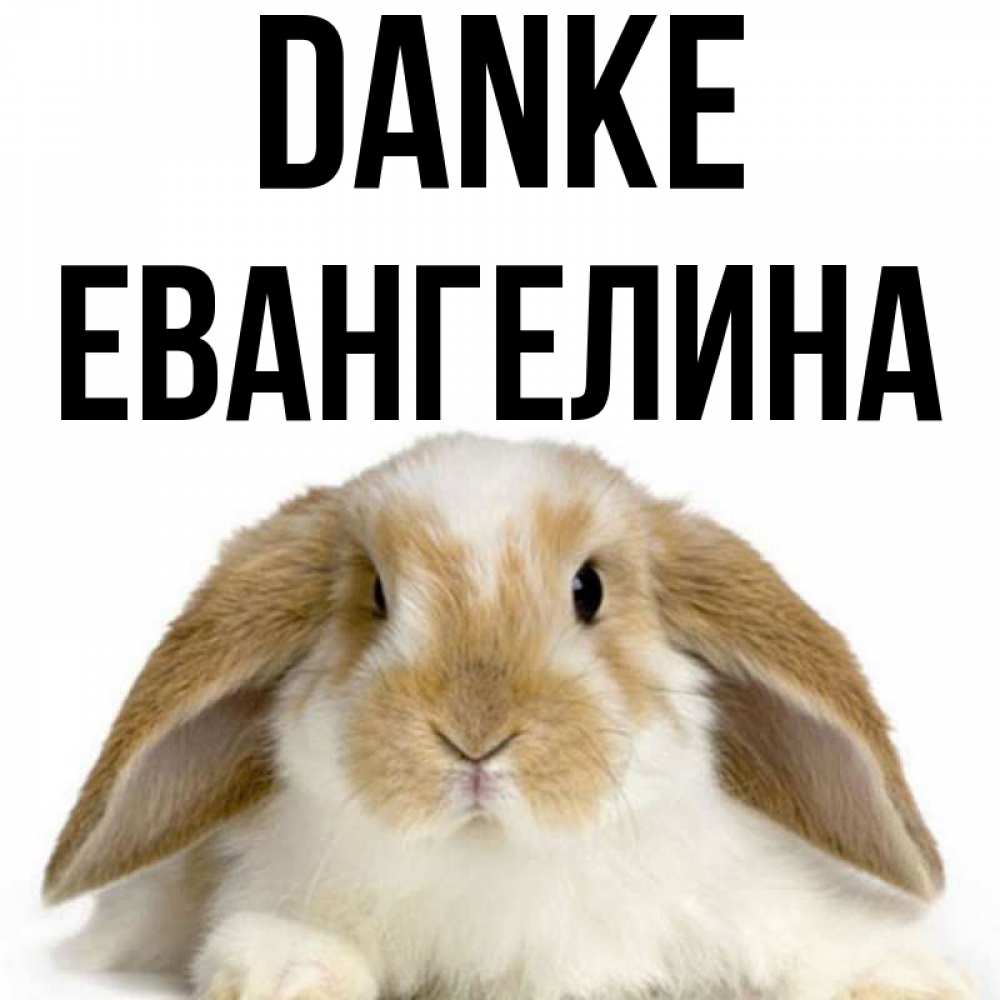 Открытка на каждый день с именем, Евангелина Danke коричнево белый заяц Прикольная открытка с пожеланием онлайн скачать бесплатно 
