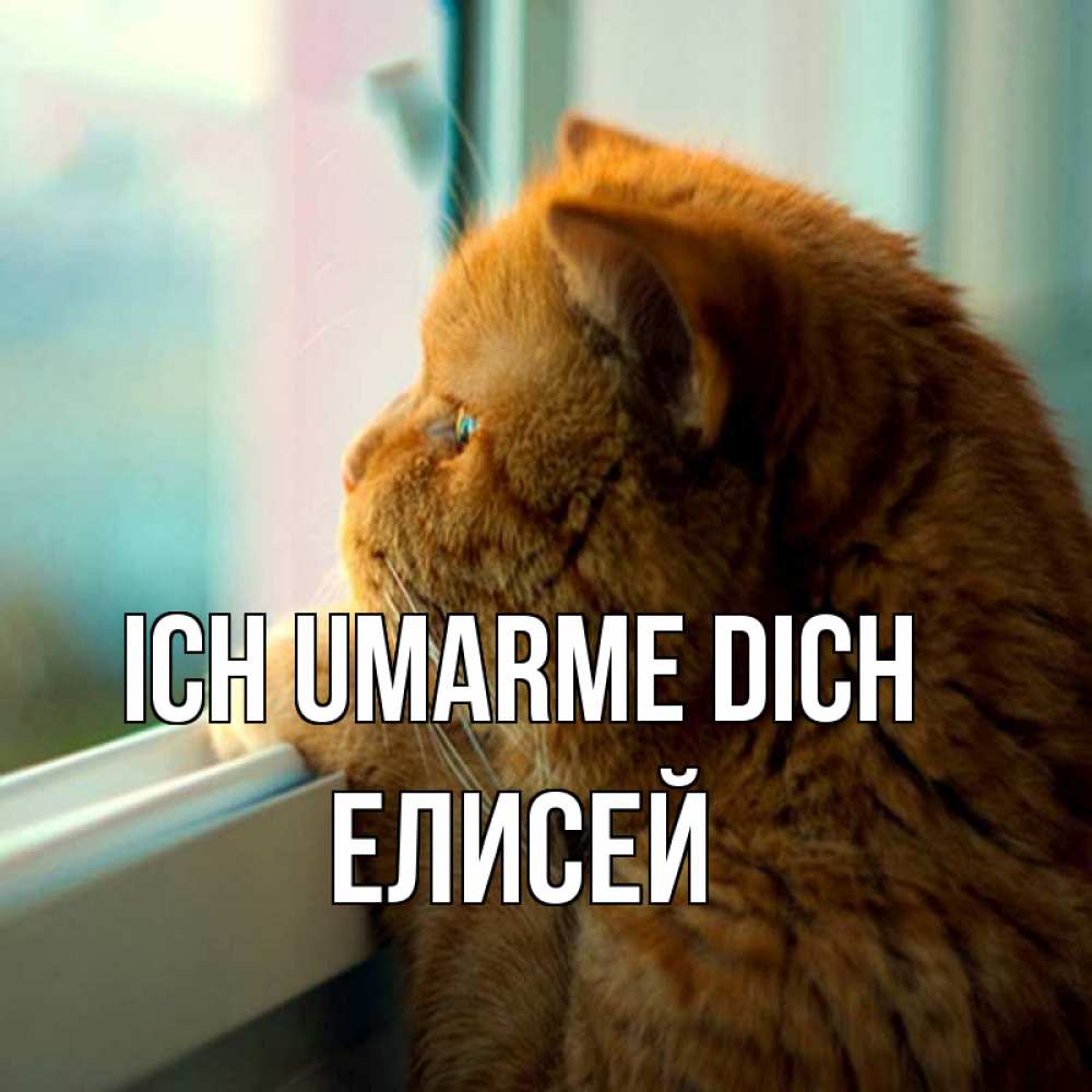 Открытка на каждый день с именем, Елисей Ich umarme dich большой огромный рыжий котяра Прикольная открытка с пожеланием онлайн скачать бесплатно 