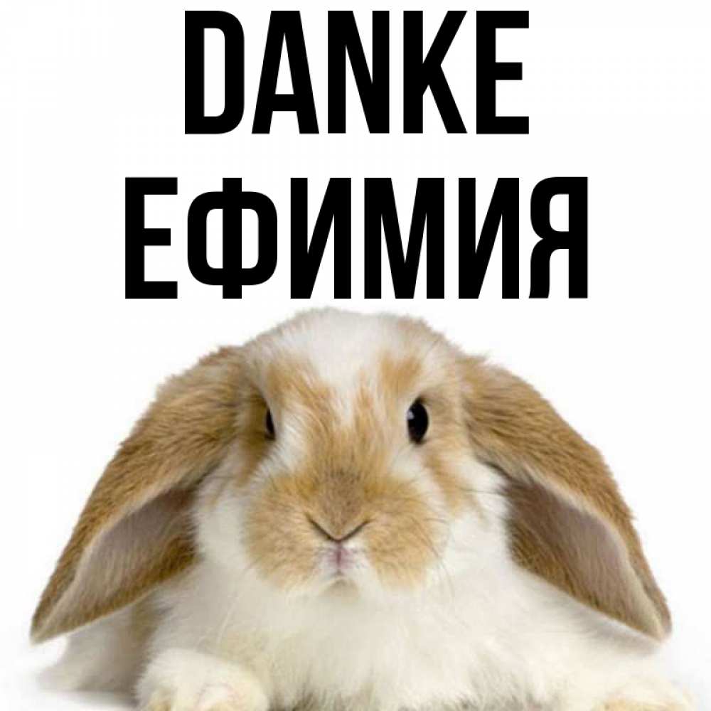 Открытка на каждый день с именем, Ефимия Danke коричнево белый заяц Прикольная открытка с пожеланием онлайн скачать бесплатно 