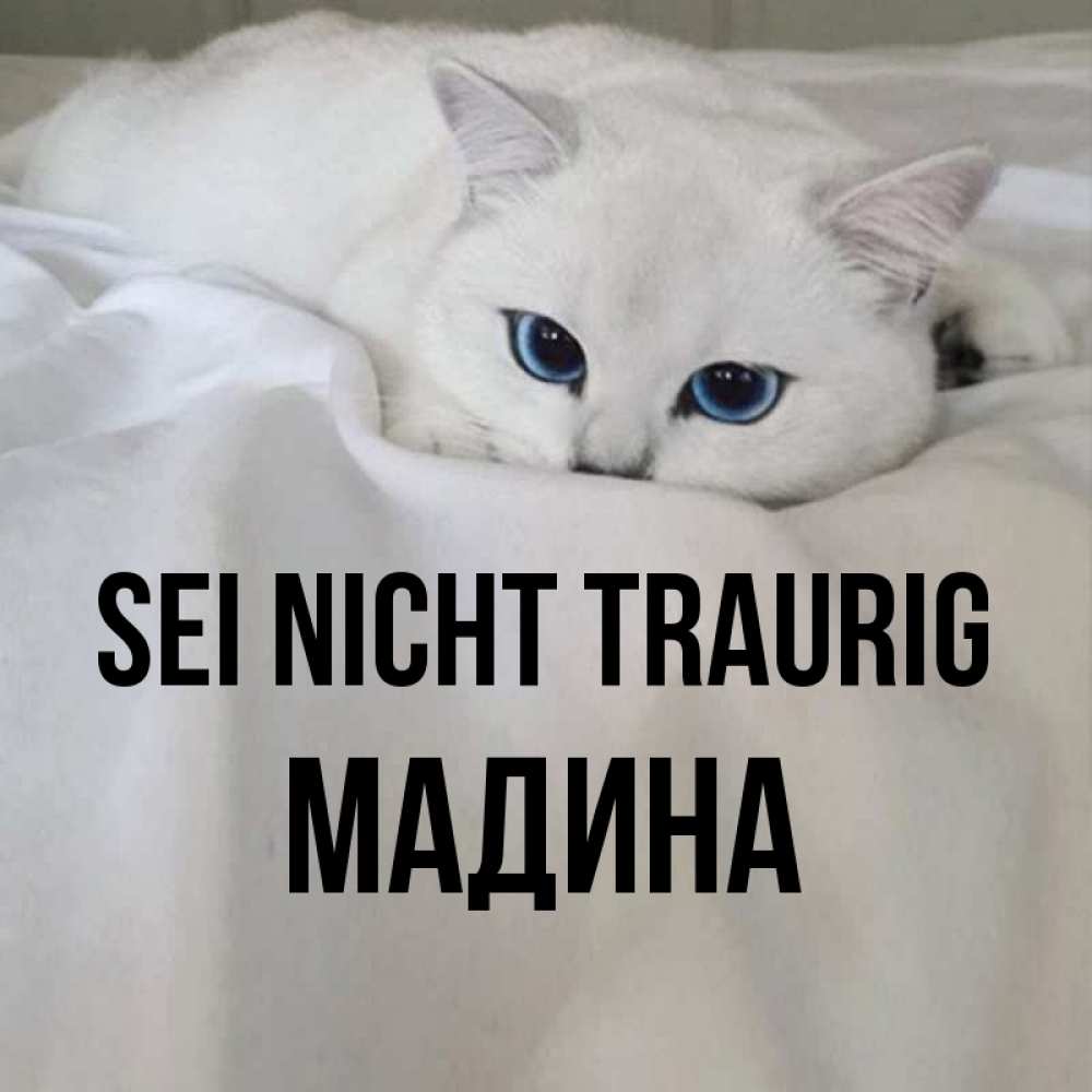 Открытка на каждый день с именем, Мадина Sei nicht traurig Голубоглазая кошка Прикольная открытка с пожеланием онлайн скачать бесплатно 