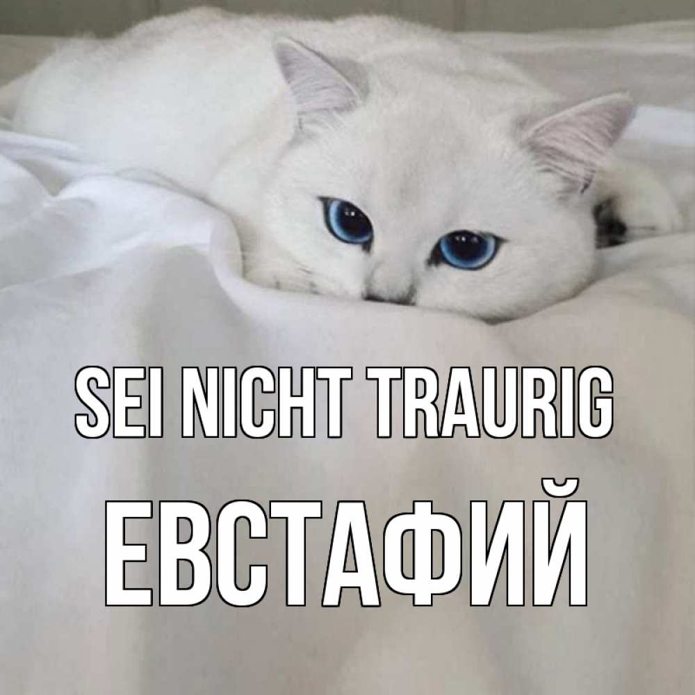 Открытка на каждый день с именем, Евстафий Sei nicht traurig белый кот с голубыми глазами на белоснежной кровати Прикольная открытка с пожеланием онлайн скачать бесплатно 