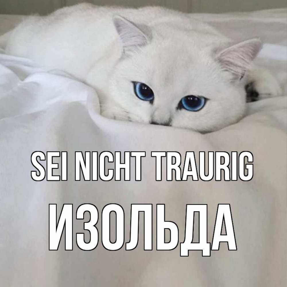 Открытка на каждый день с именем, Изольда Sei nicht traurig белый кот с голубыми глазами на белоснежной кровати Прикольная открытка с пожеланием онлайн скачать бесплатно 