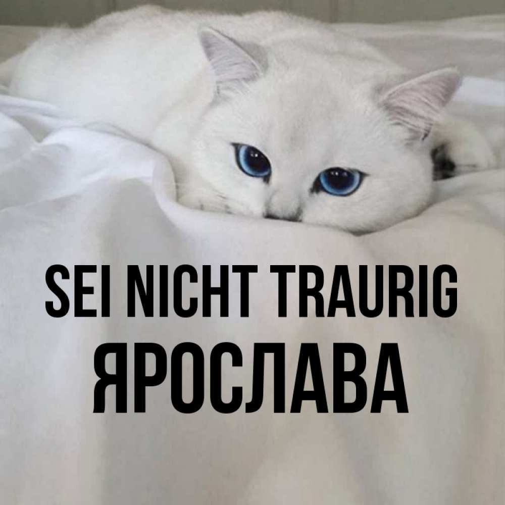 Открытка на каждый день с именем, Ярослава Sei nicht traurig Голубоглазая кошка Прикольная открытка с пожеланием онлайн скачать бесплатно 