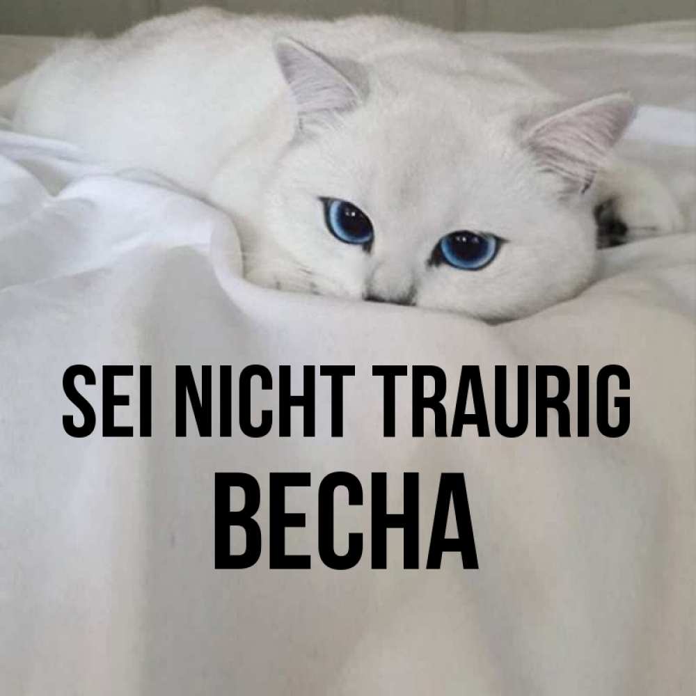 Открытка на каждый день с именем, Весна Sei nicht traurig Голубоглазая кошка Прикольная открытка с пожеланием онлайн скачать бесплатно 