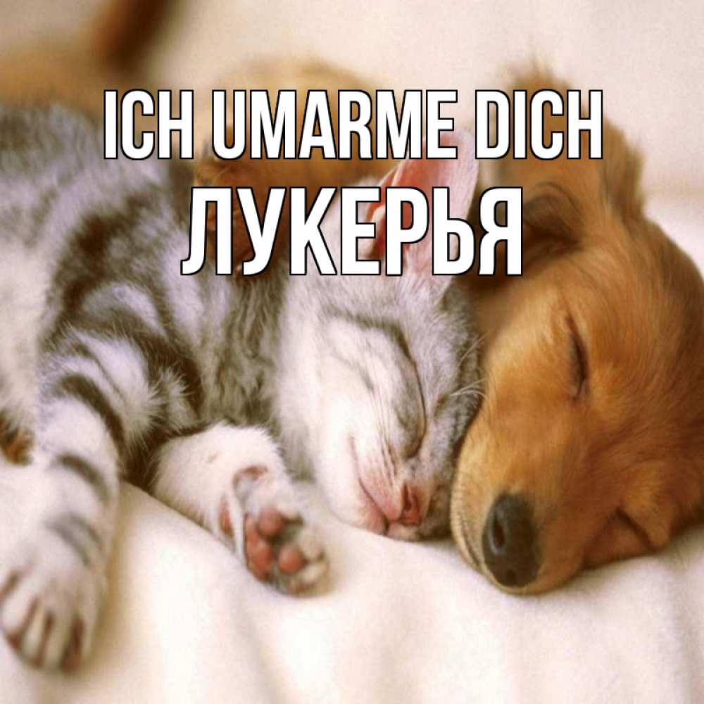 Открытка на каждый день с именем, Лукерья Ich umarme dich пес и котенок Прикольная открытка с пожеланием онлайн скачать бесплатно 