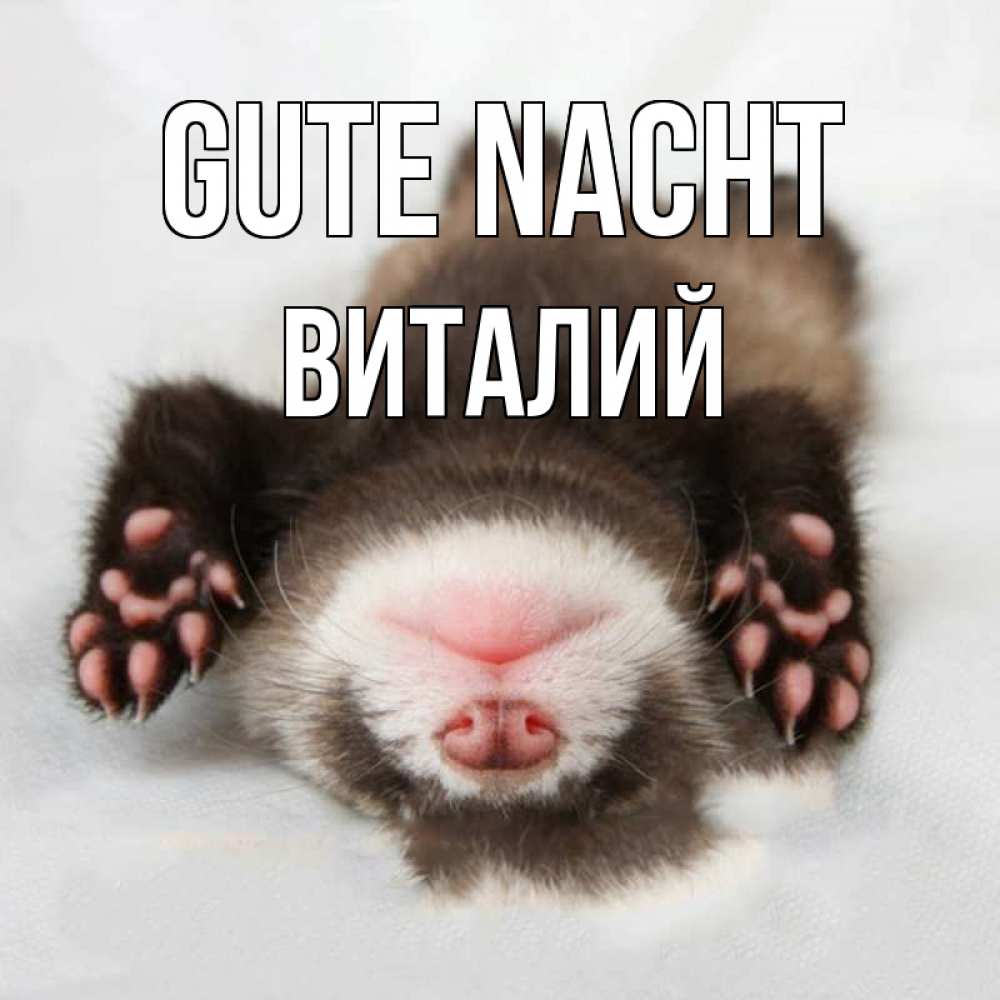 Открытка на каждый день с именем, Виталий Gute Nacht зверек Прикольная открытка с пожеланием онлайн скачать бесплатно 