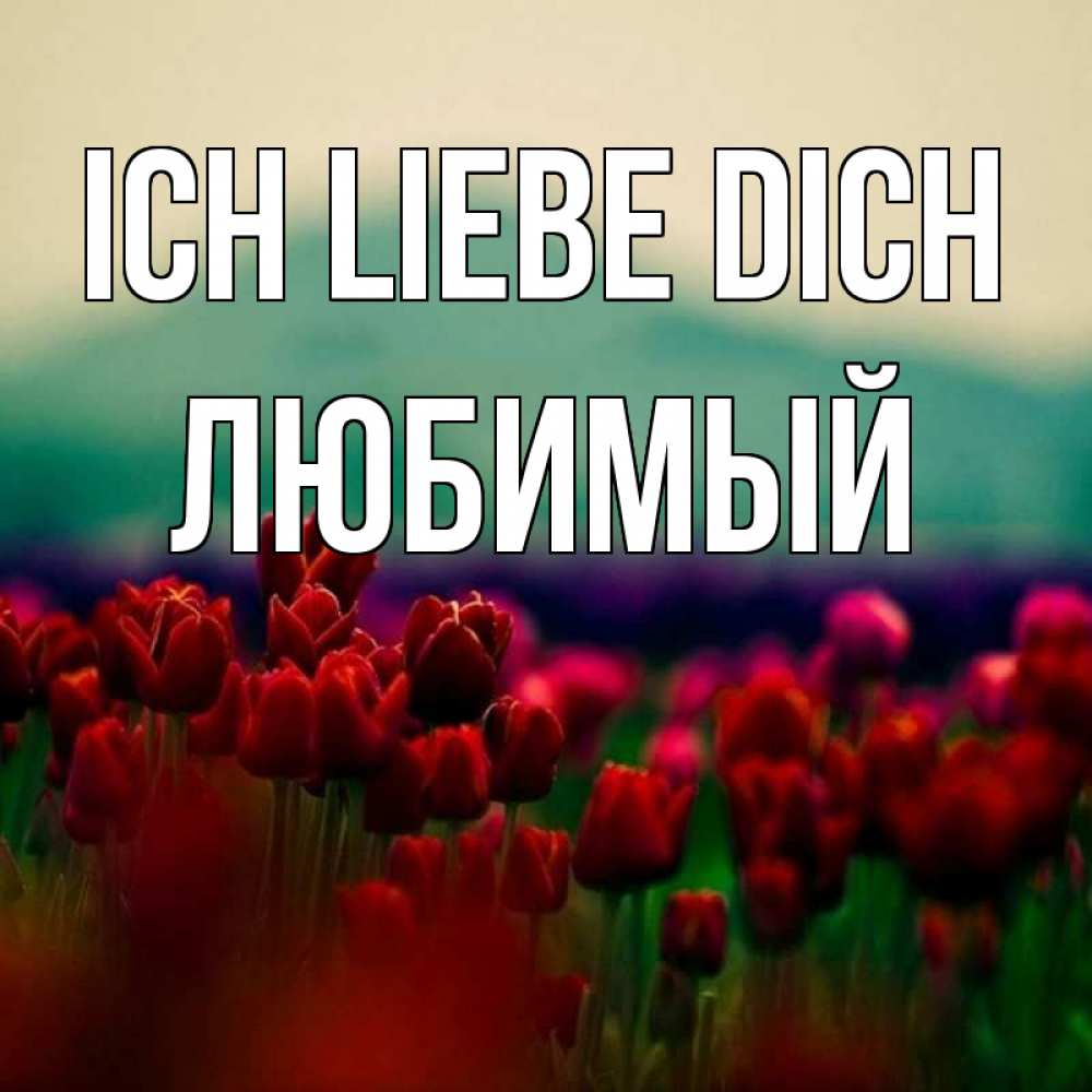 Открытка на каждый день с именем, Любимый Ich liebe dich тюльпаны 4 Прикольная открытка с пожеланием онлайн скачать бесплатно 