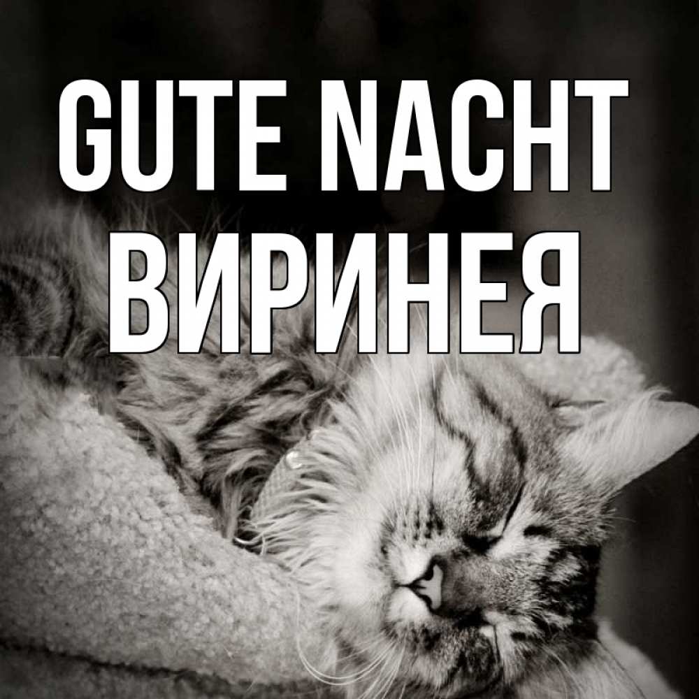 Открытка на каждый день с именем, Виринея Gute Nacht котярик пушистый Прикольная открытка с пожеланием онлайн скачать бесплатно 