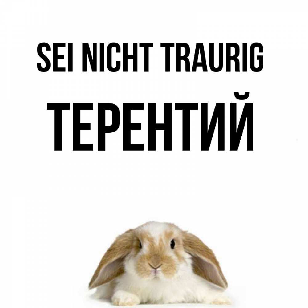 Открытка на каждый день с именем, Терентий Sei nicht traurig коричнево белый заяц с большими ушками Прикольная открытка с пожеланием онлайн скачать бесплатно 