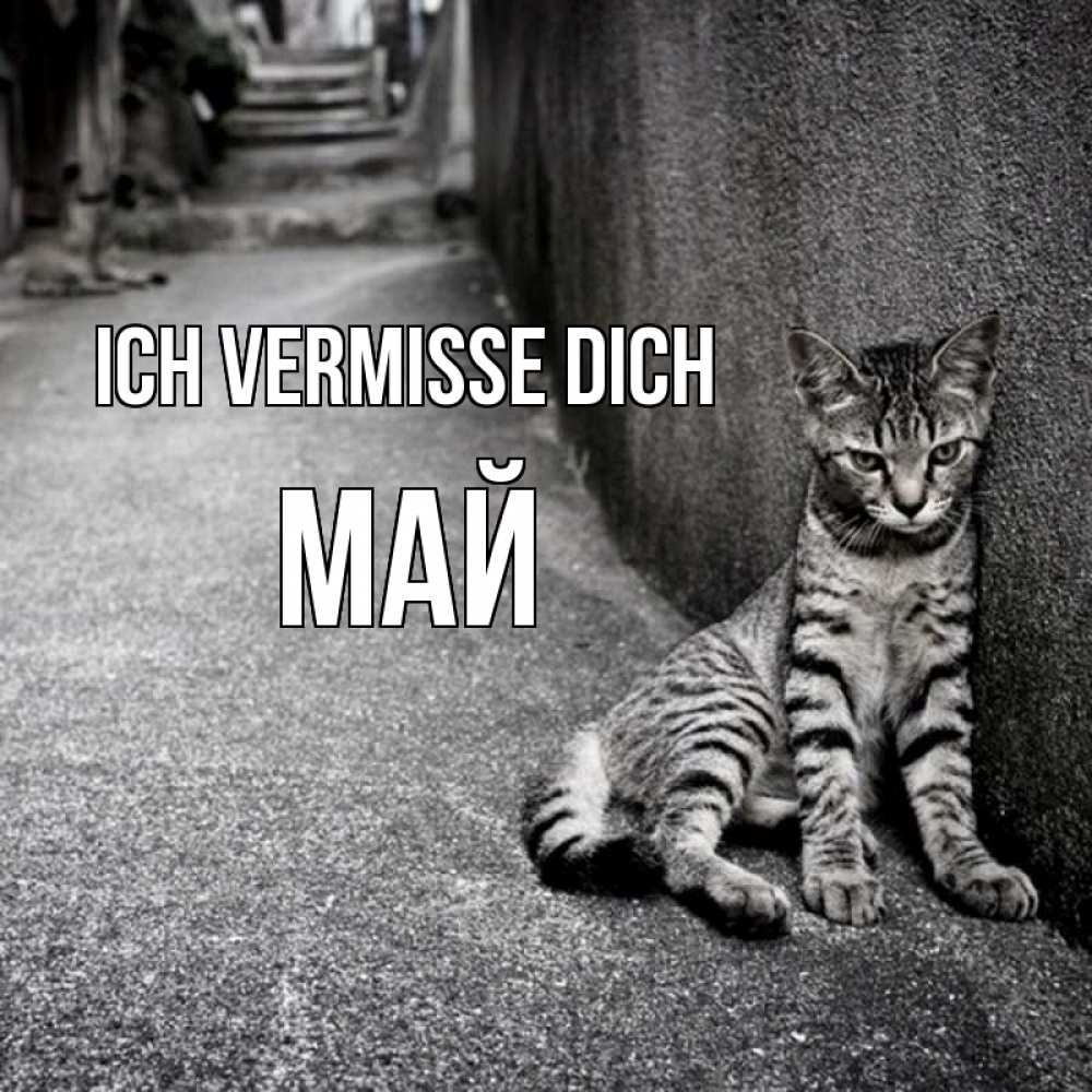 Открытка на каждый день с именем, Май Ich vermisse dich одиноко котику Прикольная открытка с пожеланием онлайн скачать бесплатно 