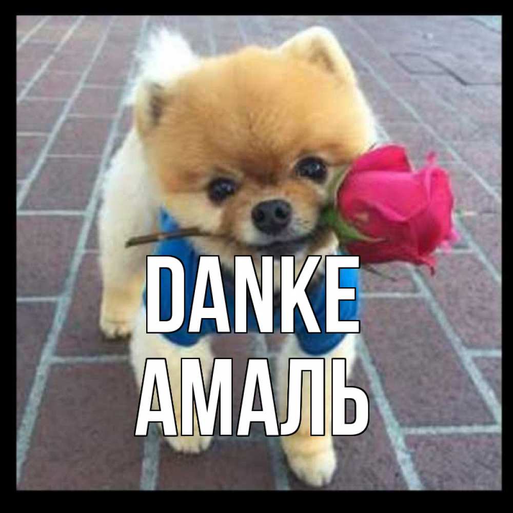 Открытка на каждый день с именем, Амаль Danke спасибо и дарю тебе цветок Прикольная открытка с пожеланием онлайн скачать бесплатно 