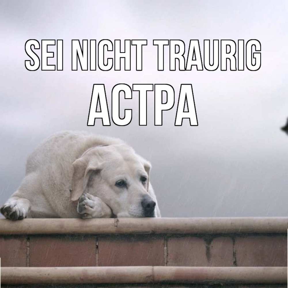 Открытка на каждый день с именем, Астра Sei nicht traurig белый пес 1 Прикольная открытка с пожеланием онлайн скачать бесплатно 