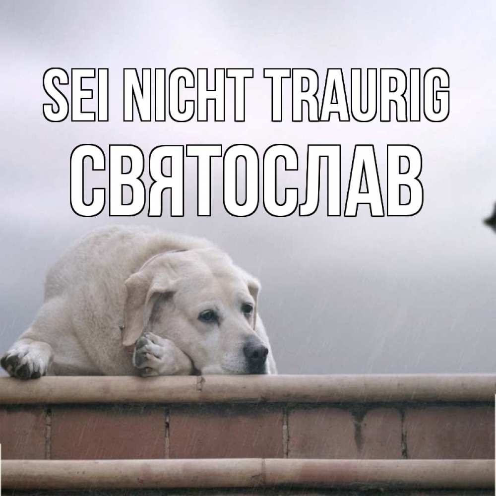 Открытка на каждый день с именем, Святослав Sei nicht traurig белый пес 1 Прикольная открытка с пожеланием онлайн скачать бесплатно 