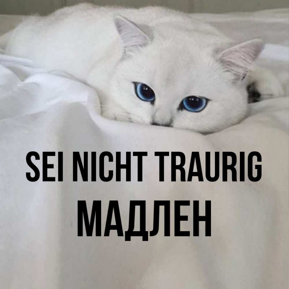 Открытка на каждый день с именем, Мадлен Sei nicht traurig Голубоглазая кошка Прикольная открытка с пожеланием онлайн скачать бесплатно 