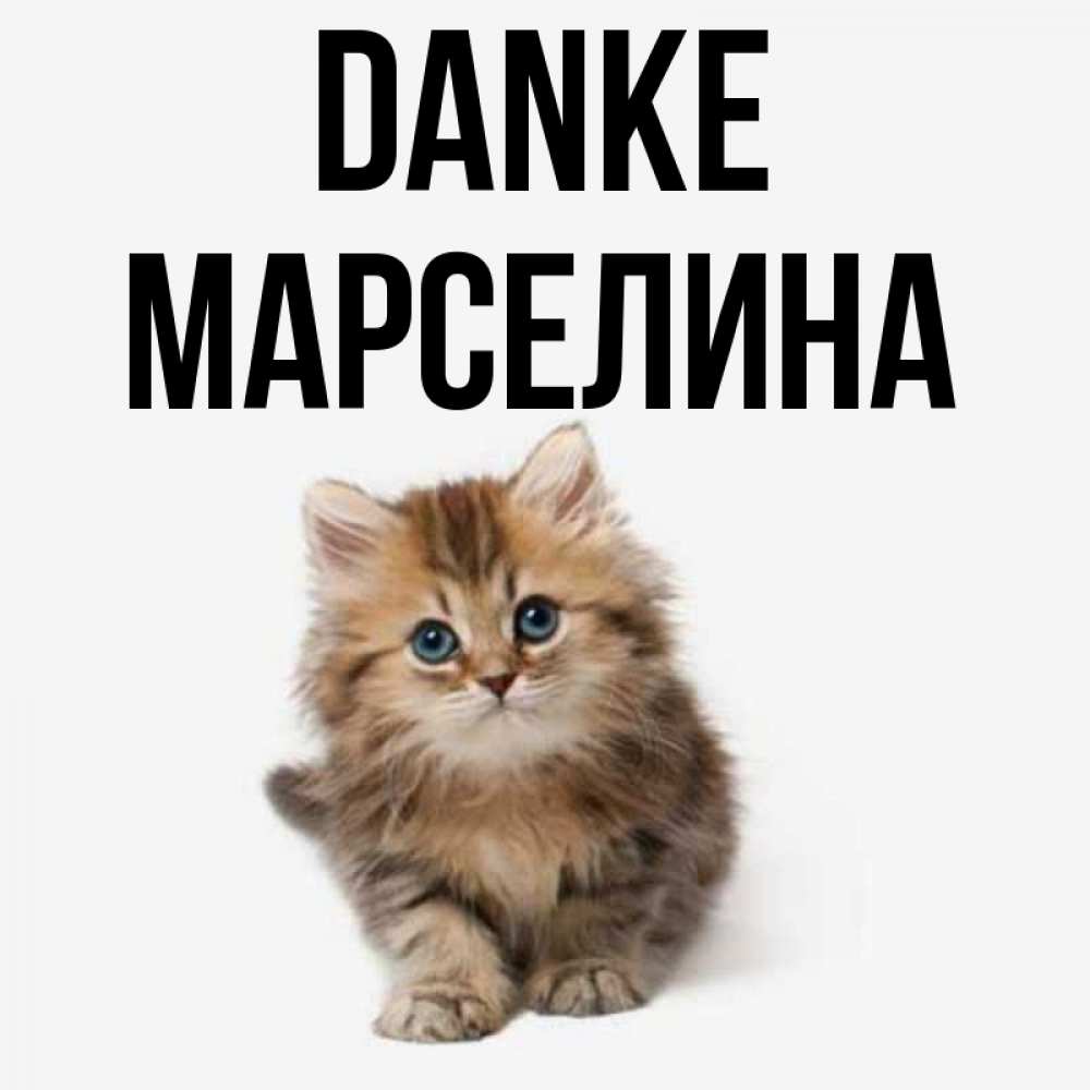 Открытка на каждый день с именем, Марселина Danke пушистый котик Прикольная открытка с пожеланием онлайн скачать бесплатно 