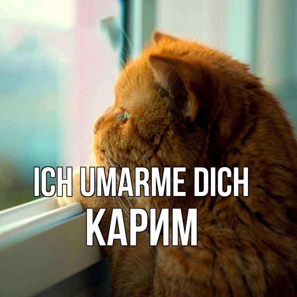 Открытка на каждый день с именем, Карим Ich umarme dich большой огромный рыжий котяра Прикольная открытка с пожеланием онлайн скачать бесплатно 