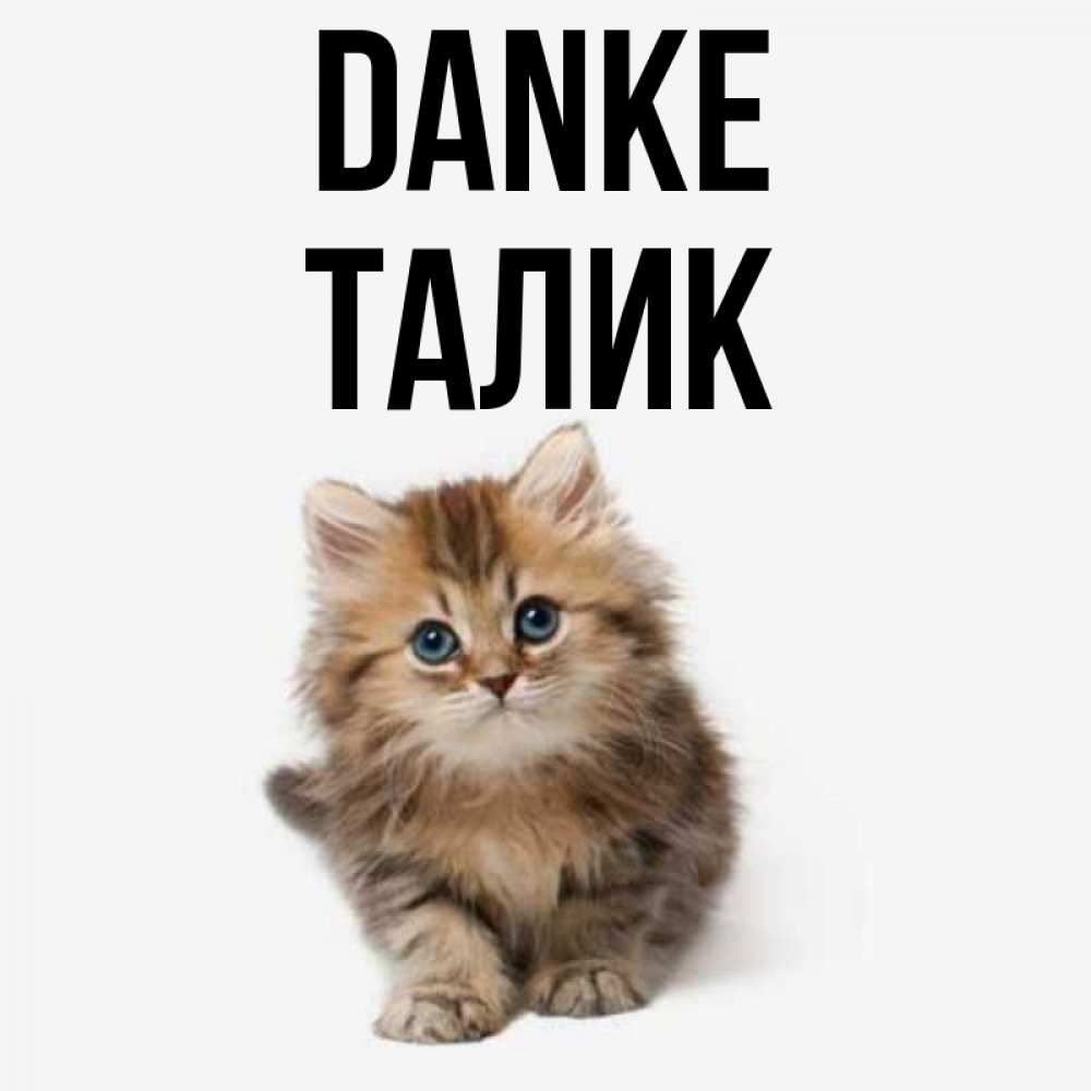 Открытка на каждый день с именем, Талик Danke пушистый котик Прикольная открытка с пожеланием онлайн скачать бесплатно 