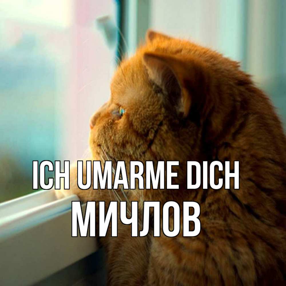 Открытка на каждый день с именем, Мичлов Ich umarme dich большой огромный рыжий котяра Прикольная открытка с пожеланием онлайн скачать бесплатно 