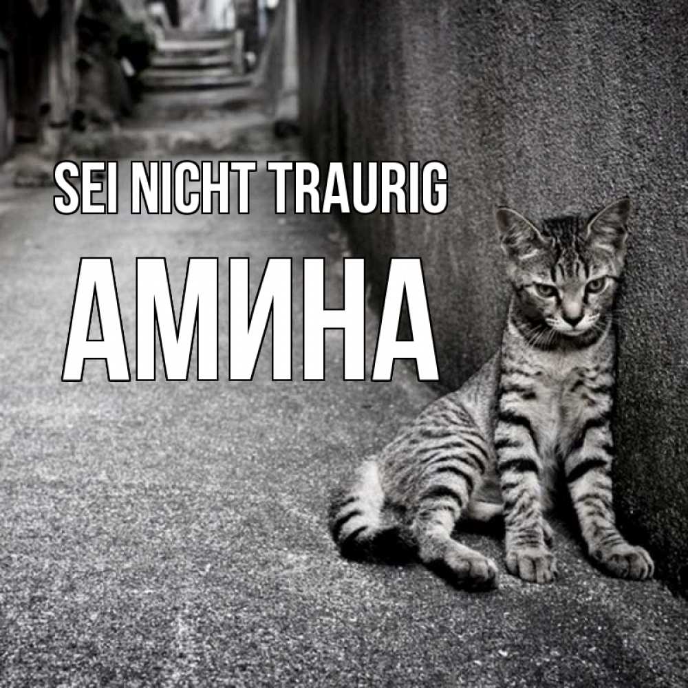 Открытка на каждый день с именем, Амина Sei nicht traurig скучающий котик Прикольная открытка с пожеланием онлайн скачать бесплатно 