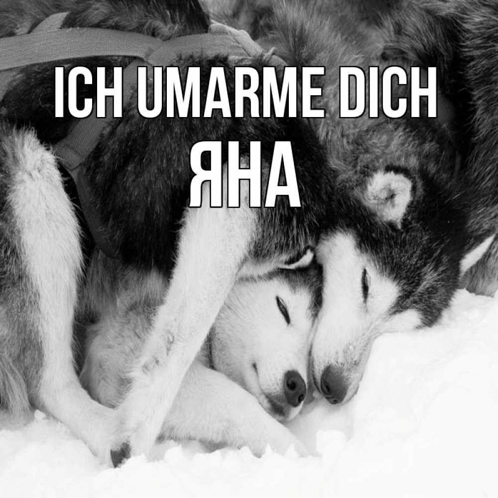 Открытка на каждый день с именем, Яна Ich umarme dich собачки в упряжке Прикольная открытка с пожеланием онлайн скачать бесплатно 