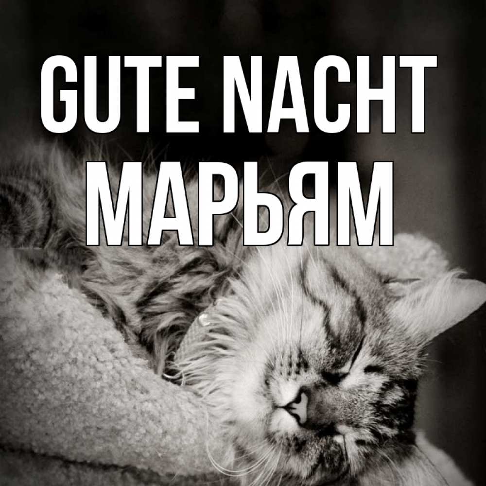 Открытка на каждый день с именем, Марьям Gute Nacht котярик пушистый Прикольная открытка с пожеланием онлайн скачать бесплатно 