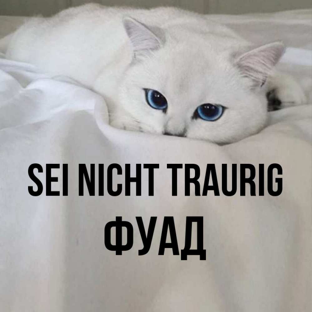 Открытка на каждый день с именем, Фуад Sei nicht traurig Голубоглазая кошка Прикольная открытка с пожеланием онлайн скачать бесплатно 