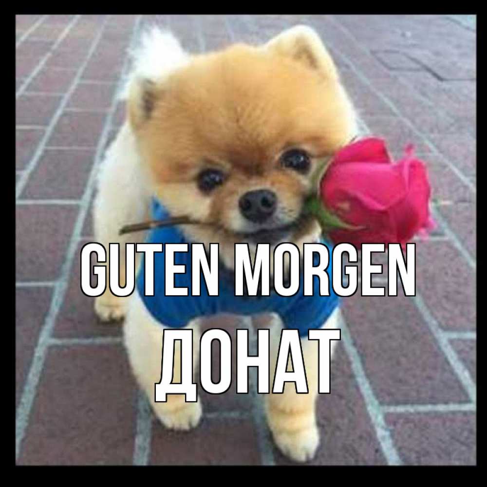 Открытка на каждый день с именем, Донат Guten Morgen роза в зубах Прикольная открытка с пожеланием онлайн скачать бесплатно 