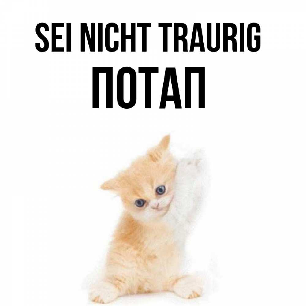 Открытка на каждый день с именем, Потап Sei nicht traurig просящий кот Прикольная открытка с пожеланием онлайн скачать бесплатно 
