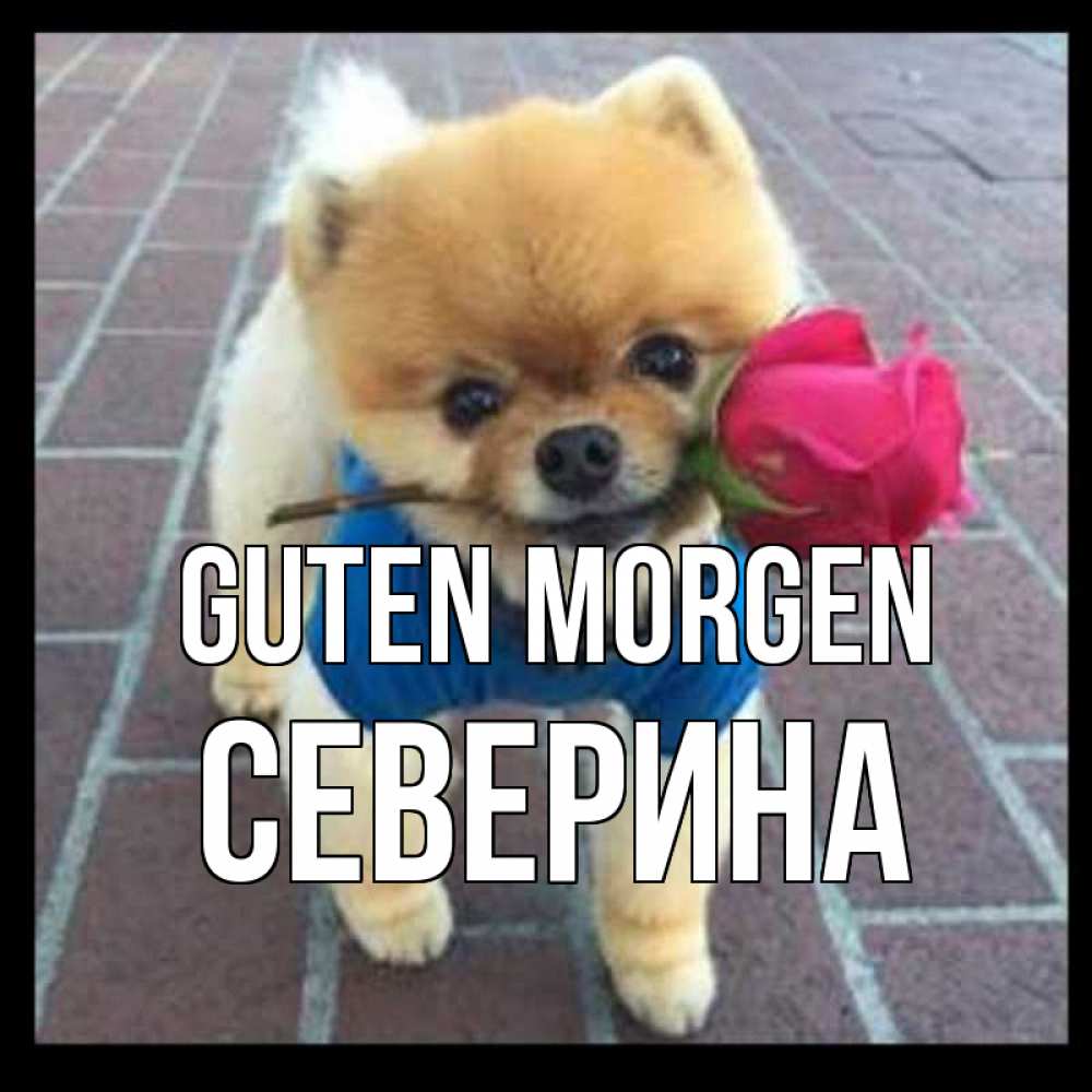 Открытка на каждый день с именем, Северина Guten Morgen роза в зубах Прикольная открытка с пожеланием онлайн скачать бесплатно 