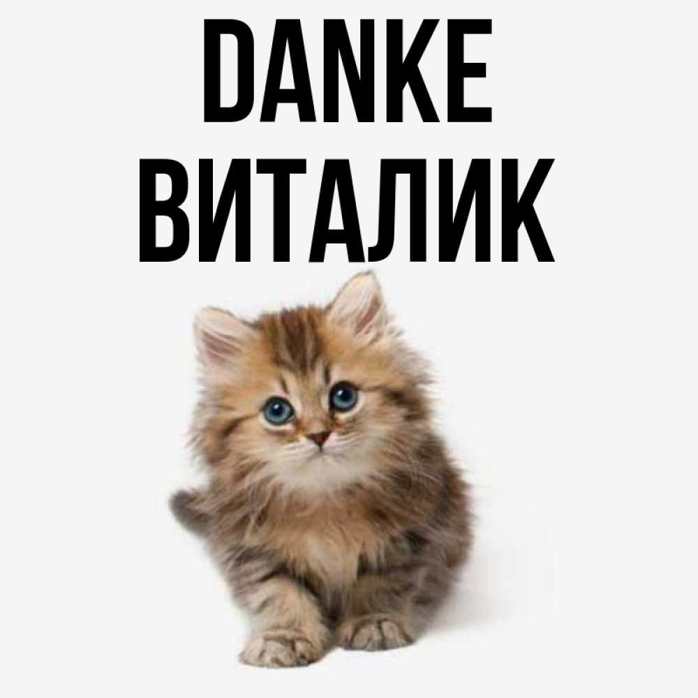 Открытка на каждый день с именем, Виталик Danke пушистый котик Прикольная открытка с пожеланием онлайн скачать бесплатно 