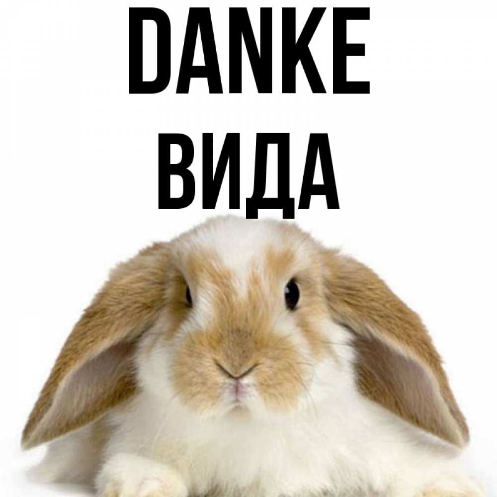Открытка на каждый день с именем, Вида Danke коричнево белый заяц Прикольная открытка с пожеланием онлайн скачать бесплатно 