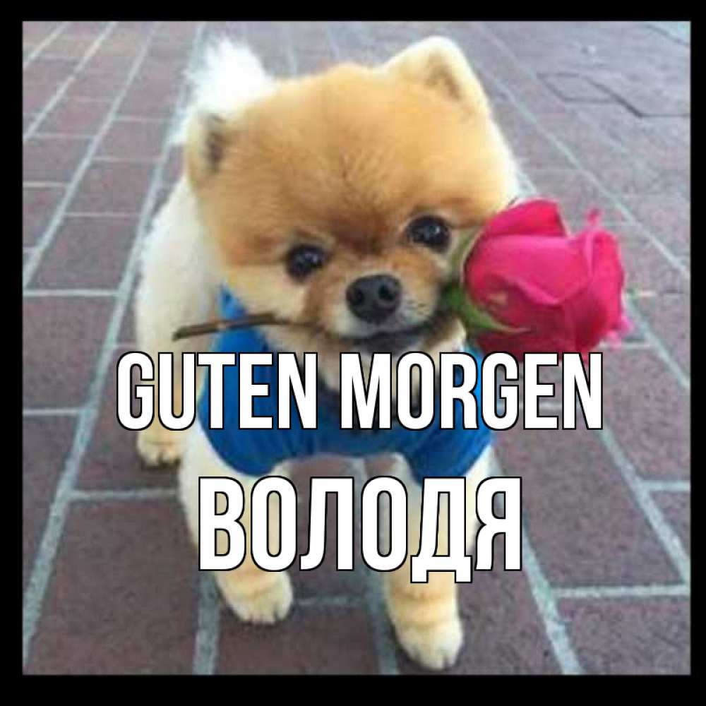 Открытка на каждый день с именем, Володя Guten Morgen роза в зубах Прикольная открытка с пожеланием онлайн скачать бесплатно 