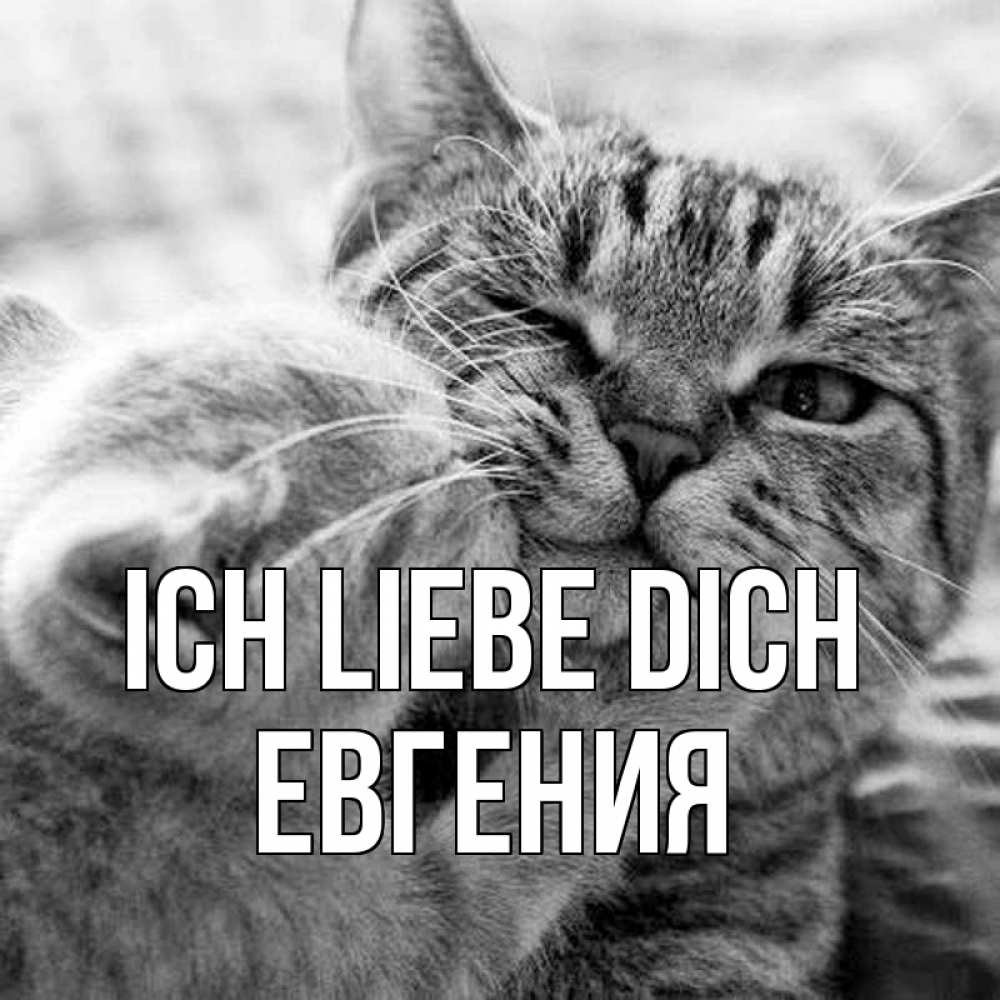 Открытка на каждый день с именем, Евгения Ich liebe dich коты Прикольная открытка с пожеланием онлайн скачать бесплатно 