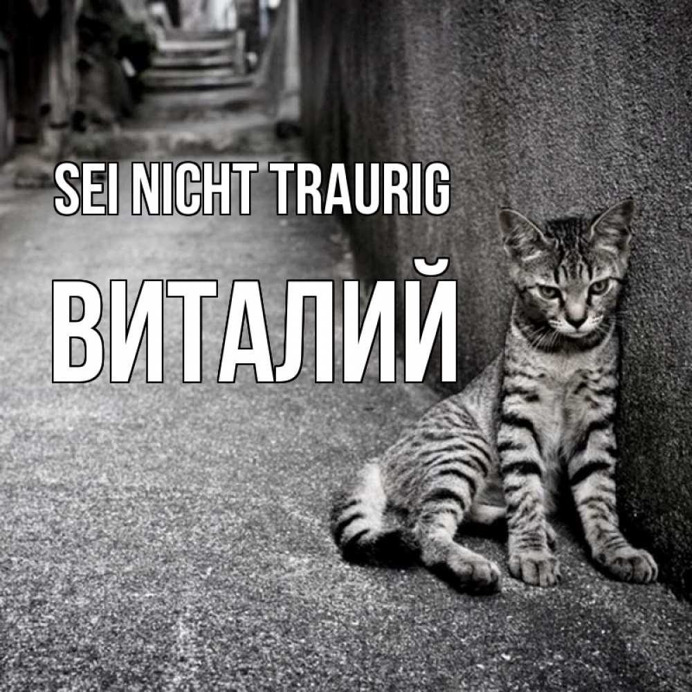 Открытка на каждый день с именем, Виталий Sei nicht traurig скучающий котик Прикольная открытка с пожеланием онлайн скачать бесплатно 