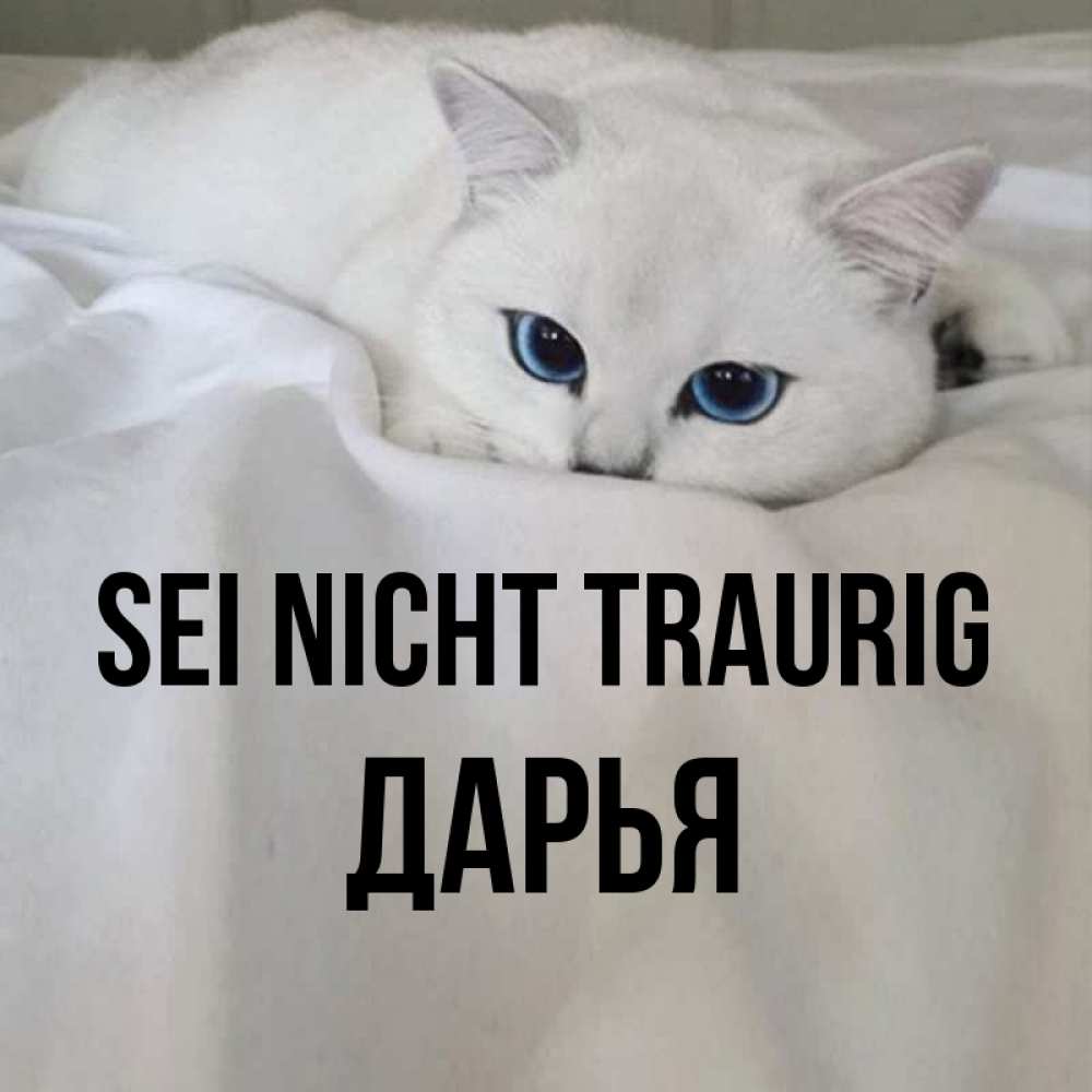 Открытка на каждый день с именем, Дарья Sei nicht traurig Голубоглазая кошка Прикольная открытка с пожеланием онлайн скачать бесплатно 