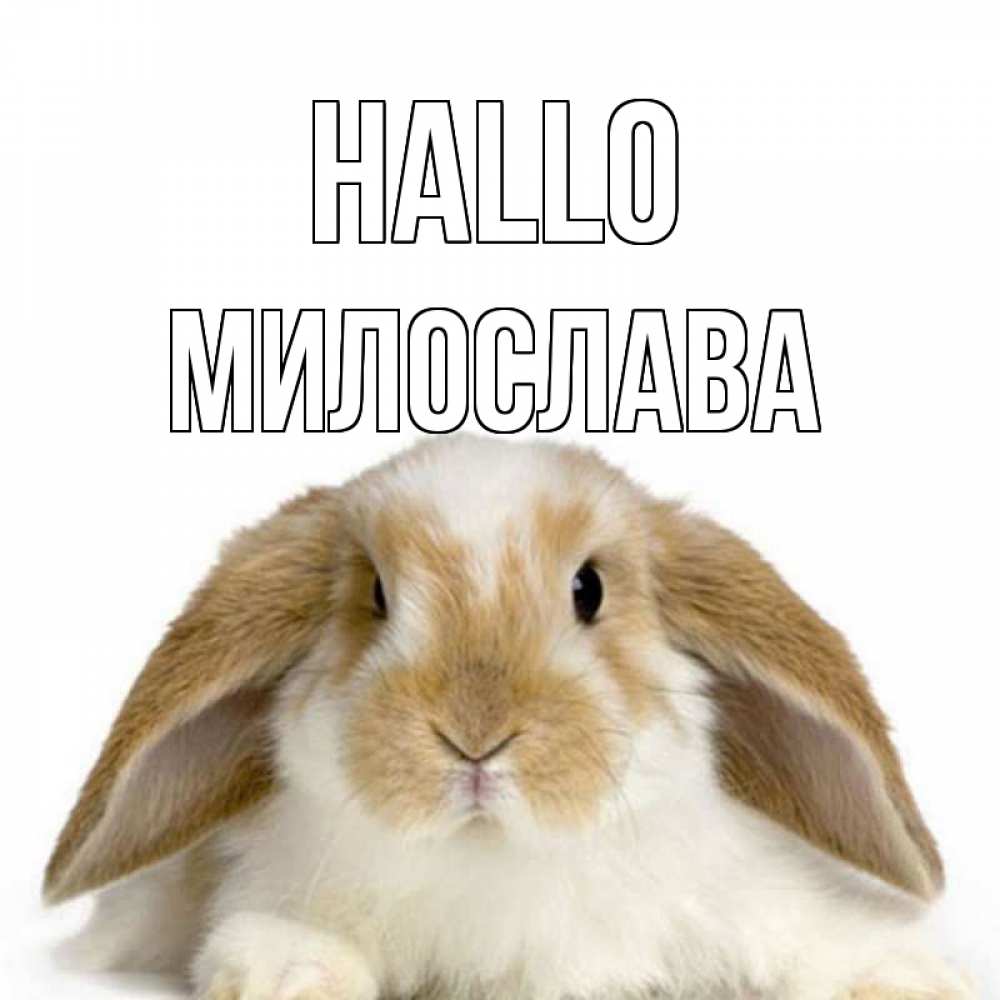 Открытка на каждый день с именем, Милослава Hallo с животными Прикольная открытка с пожеланием онлайн скачать бесплатно 
