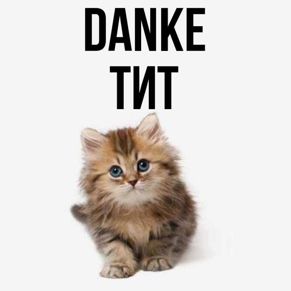 Открытка на каждый день с именем, Тит Danke пушистый котик Прикольная открытка с пожеланием онлайн скачать бесплатно 