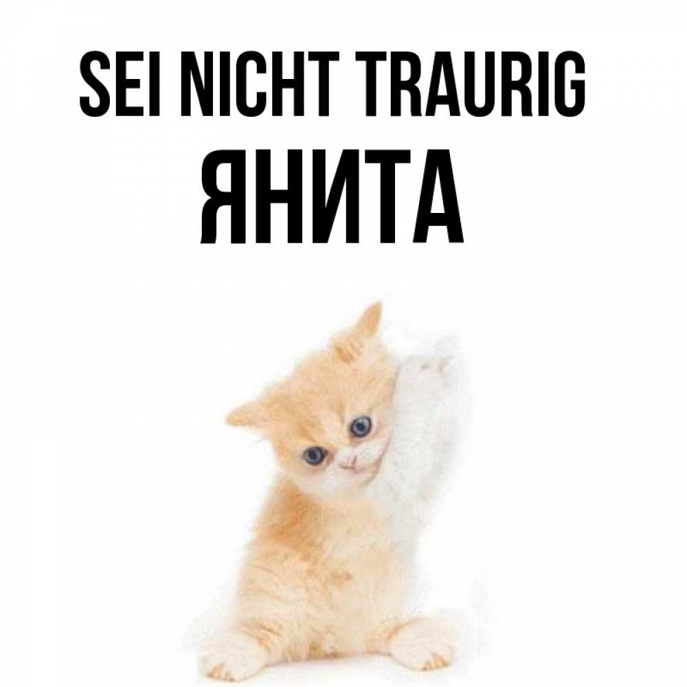 Открытка на каждый день с именем, Янита Sei nicht traurig просящий кот Прикольная открытка с пожеланием онлайн скачать бесплатно 