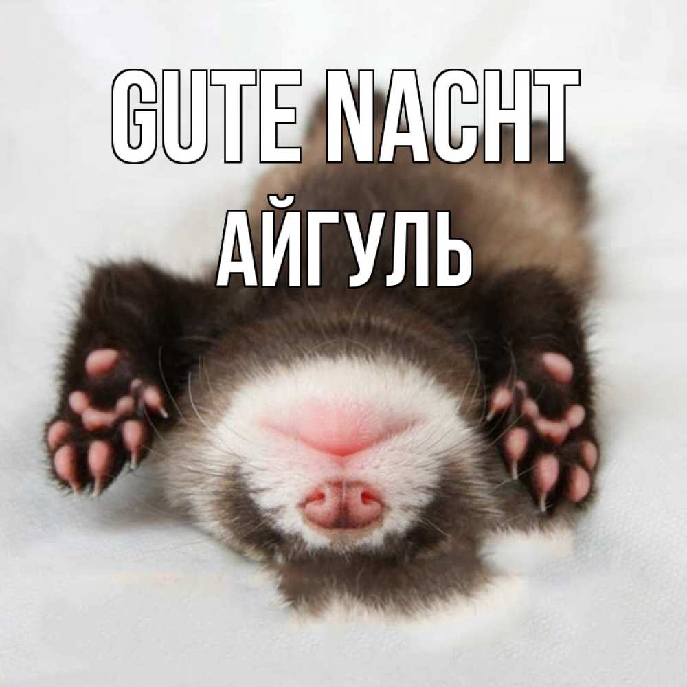 Открытка на каждый день с именем, Айгуль Gute Nacht зверек Прикольная открытка с пожеланием онлайн скачать бесплатно 