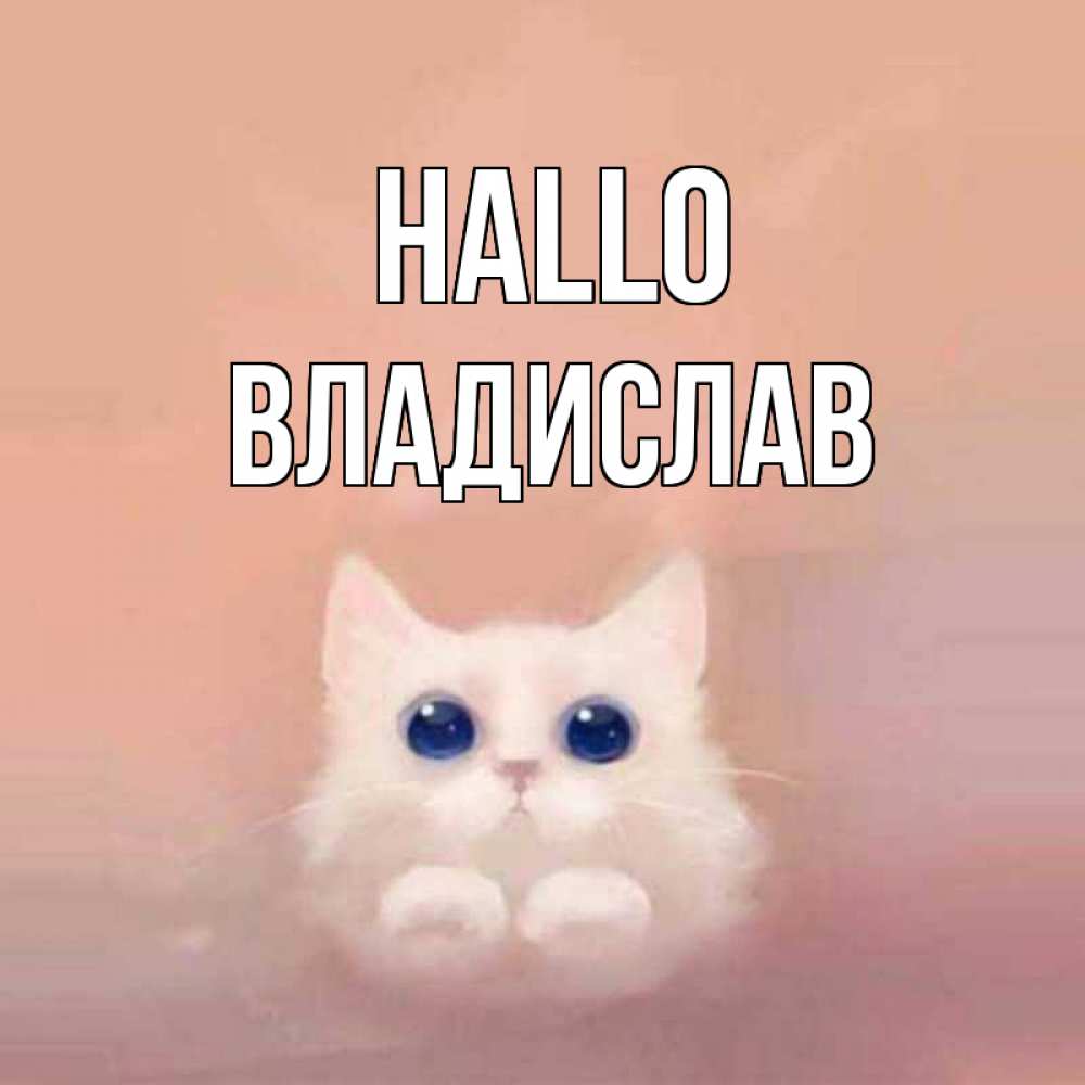 Открытка на каждый день с именем, Владислав Hallo котик белый в полете Прикольная открытка с пожеланием онлайн скачать бесплатно 