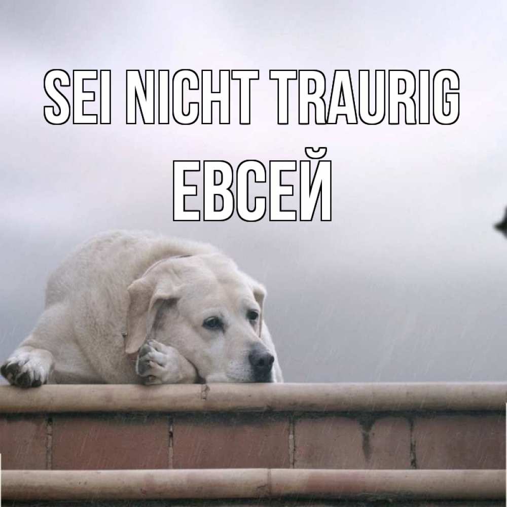 Открытка на каждый день с именем, Евсей Sei nicht traurig белый пес 1 Прикольная открытка с пожеланием онлайн скачать бесплатно 