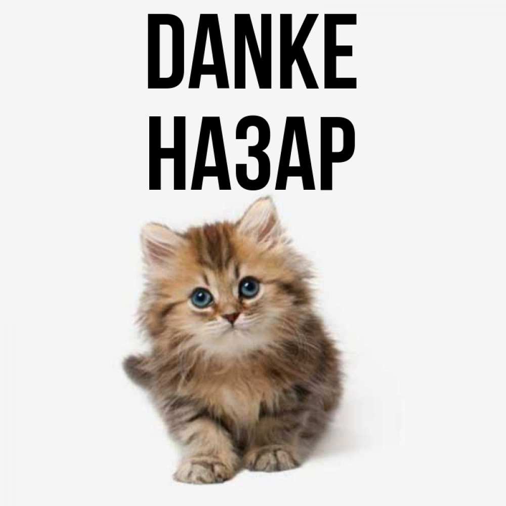 Открытка на каждый день с именем, Назар Danke пушистый котик Прикольная открытка с пожеланием онлайн скачать бесплатно 