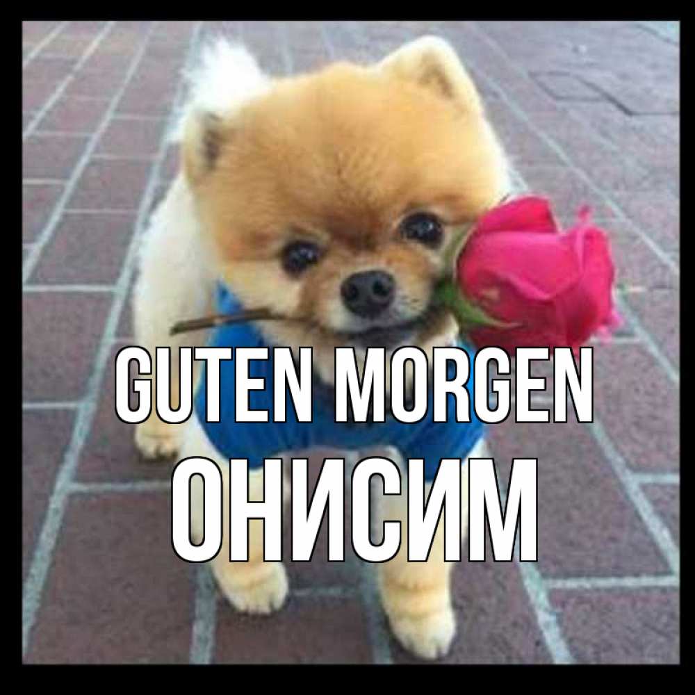 Открытка на каждый день с именем, Онисим Guten Morgen роза в зубах Прикольная открытка с пожеланием онлайн скачать бесплатно 