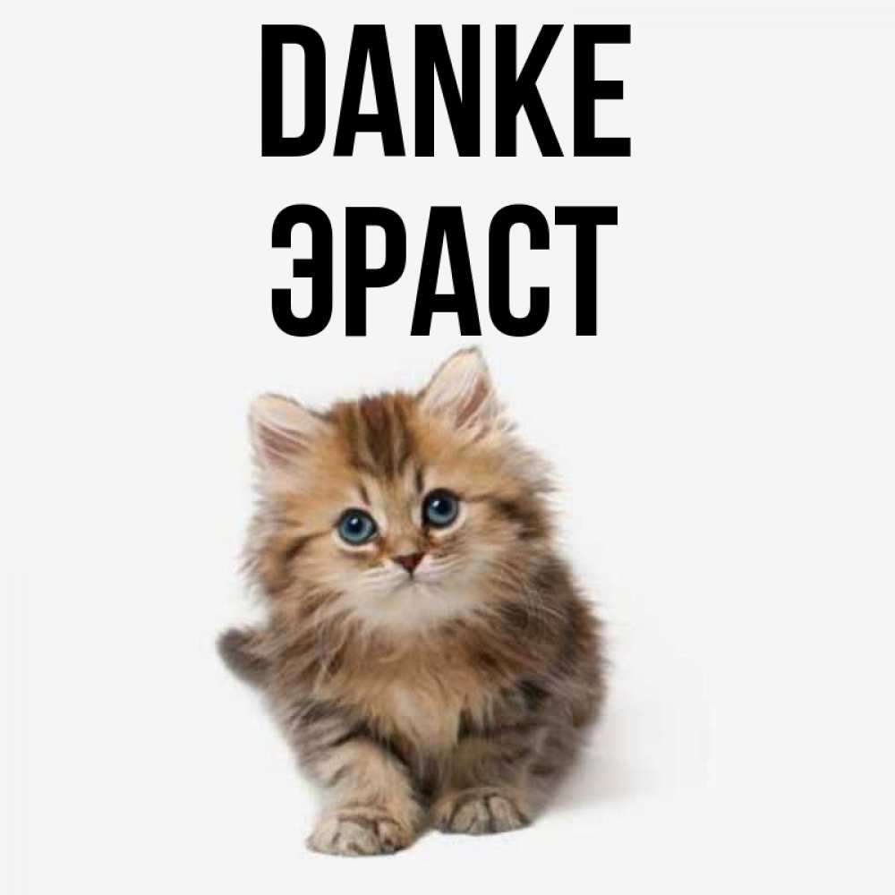 Открытка на каждый день с именем, Эраст Danke пушистый котик Прикольная открытка с пожеланием онлайн скачать бесплатно 
