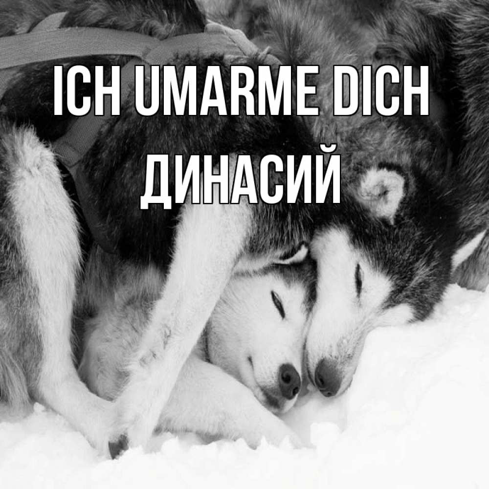 Открытка на каждый день с именем, Динасий Ich umarme dich собачки в упряжке Прикольная открытка с пожеланием онлайн скачать бесплатно 