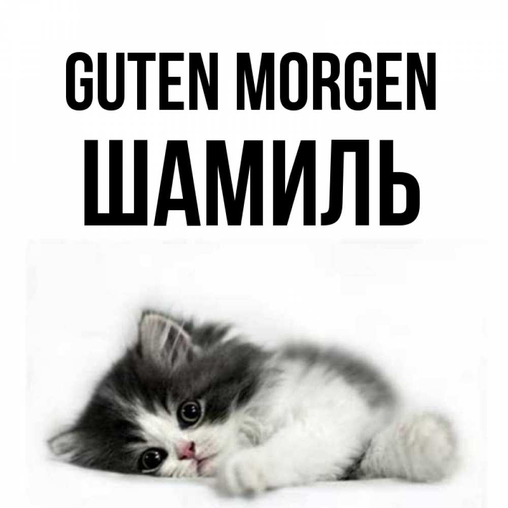 Открытка на каждый день с именем, Шамиль Guten Morgen кот лапки Прикольная открытка с пожеланием онлайн скачать бесплатно 