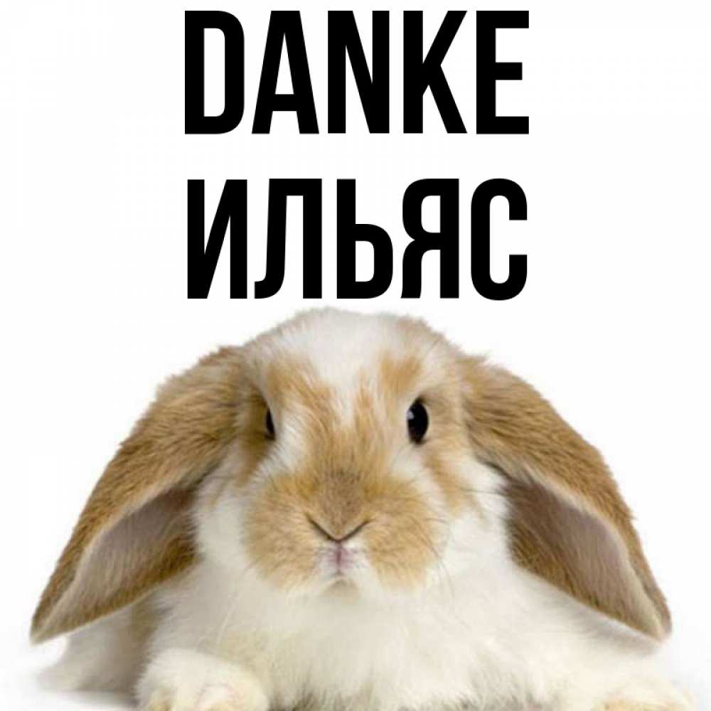 Открытка на каждый день с именем, Ильяс Danke коричнево белый заяц Прикольная открытка с пожеланием онлайн скачать бесплатно 