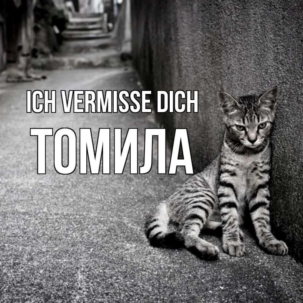 Открытка на каждый день с именем, Томила Ich vermisse dich одиноко котику Прикольная открытка с пожеланием онлайн скачать бесплатно 