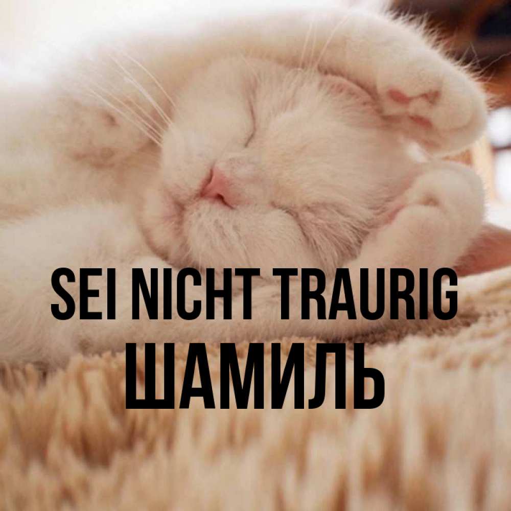 Открытка на каждый день с именем, Шамиль Sei nicht traurig Котенок спит Прикольная открытка с пожеланием онлайн скачать бесплатно 